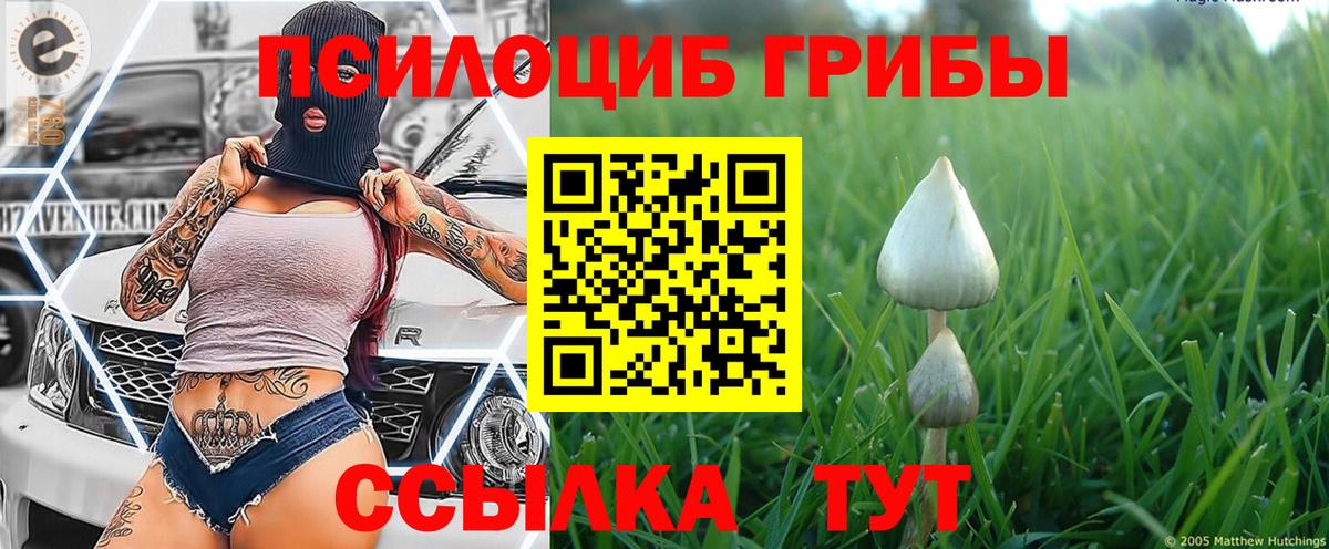 Малгобек  Галлюциногенные грибы Cubensis  Вход с VPN 
